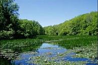 Bosherston Lily Ponds