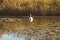 Peterstone Coarse Lakes