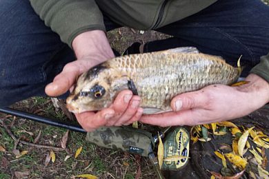 odd looking carp.