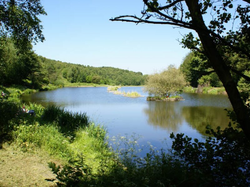 Ravenfield Ponds, Rotherham, United Kingdom - Fish Around