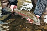 Rainbow Trout