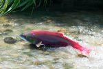 Anglers arrested for poaching in Durham City