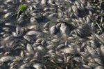 Tons of dead fish found in a lake near Rio de Janeiro's Olympic Park