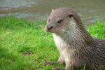 Is it time for the otter to be controlled?