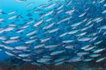 Health of oceans is deteriorating fast