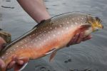Thousands of Arctic charr released into a Snowdonia lake to help increase numbers