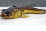 People kept up all night by a low-frequency noise 'from mating fish'