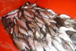New EA plan will help boost coarse fish stocks