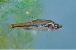 Lakes at FLE Fishery to be poisoned to wipe out Topmouth Gudgeon