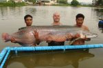 Arapaima – a fish that can survive piranha bites