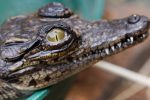Angler claims he caught a crocodile on a Hampshire lake
