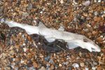 Dead dogfish sharks washed up along the shoreline at Herne Bay