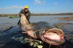 20th catfish over 220lb for 'Black Cat' catfish guiding tours