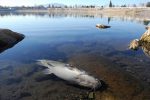 Catastrophic fish kill in Nevada Lake