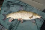 Barbel