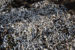 Thousands of River Thames fish found dead as flood waters recede