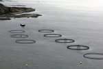 Over 155,000 salmon escaped from fish farm in Shetland, UK