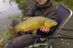 Tench