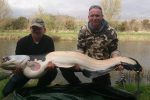 The biggest mandarin catfish in the UK