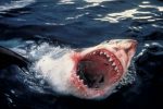 4,000lb Great White Shark caught by a British angler