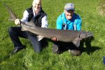Massive sturgeon caught on pole at Yorkshire lake