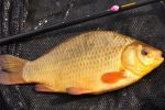 Crucian Carp Conservation Project