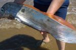 Rare fish found at Honsea