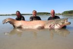 Colossal catfish from the River Po in Italy