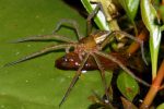 Fish-eating spiders