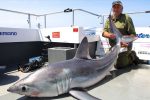 A 70-year-old angler lands a massive shark