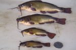Fisheries to be poisoned to wipe out Black bullhead catfish