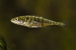 Fish form friendships and guide each other to food