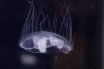 Amazonian jellyfish invade Mersey canal