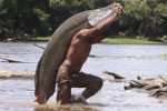 Arapaima on the brink of extinction