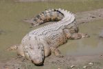 Crocodile kills Australia fisherman