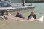 Massive sturgeon caught in Canada
