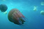 Heatwave brings jellyfish invasion to British shores
