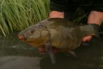 May time could be tench time for anglers