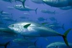 Bluefin tuna fishing season opens today