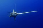 Hawaii fisherman dies after being impaled by swordfish's bill
