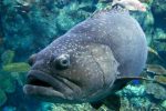 Call for temporary ban on seabass fishing