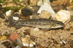 Grayling
