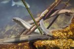 Two Somerset anglers banned from elver fishing for seven years