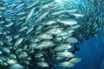 World's fish population could double by 2050