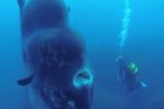 World's biggest bony fish gets its closeup