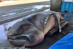 Rare Megamouth shark caught in Japan