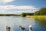 Rainbow Trout fishing returns to Lochore Meadows