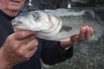 Sea bass stocks in ‘desperate state’ as ecologists call for fishing ban