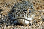 Beware of the venomous Weever fish