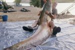 British monster-hunting anglers hook gigantic fish